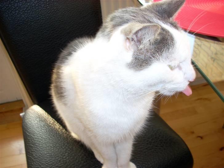 Huskat Tarzan billede 4