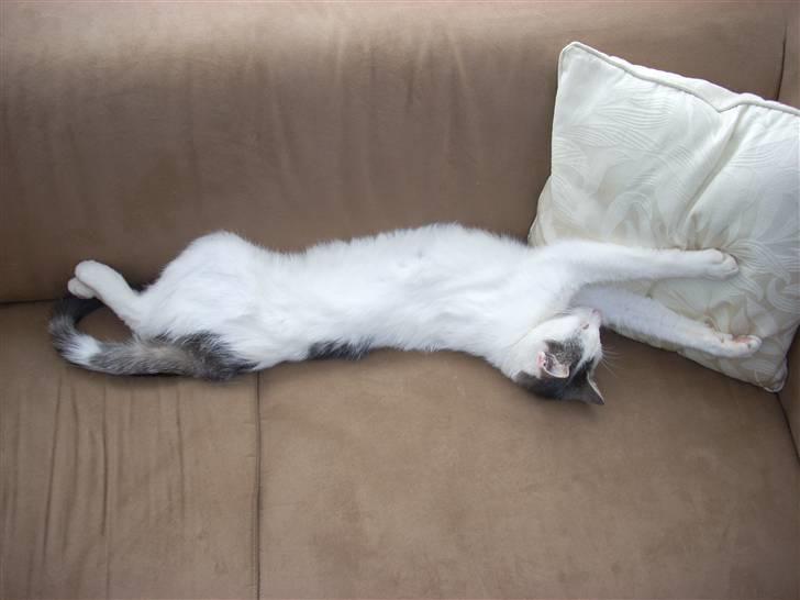 Huskat Tarzan billede 5