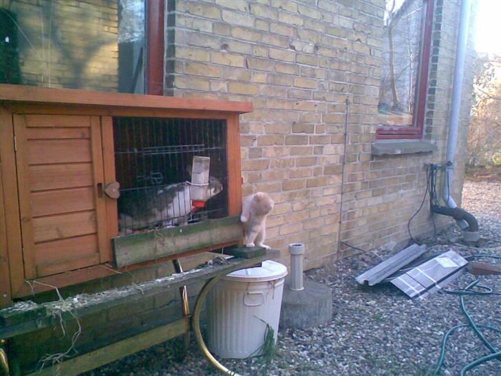 Blanding af racer Kiddy billede 9