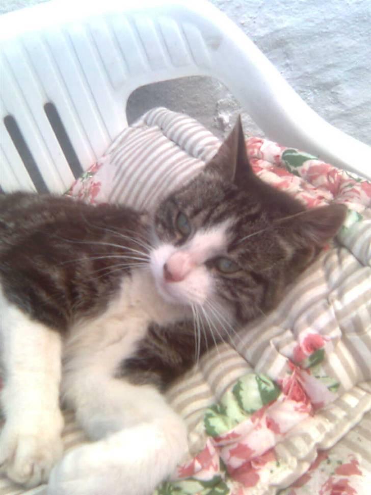 Huskat Anton  billede 1