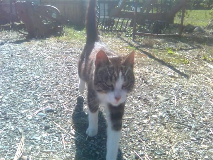 Huskat Anton  billede 2