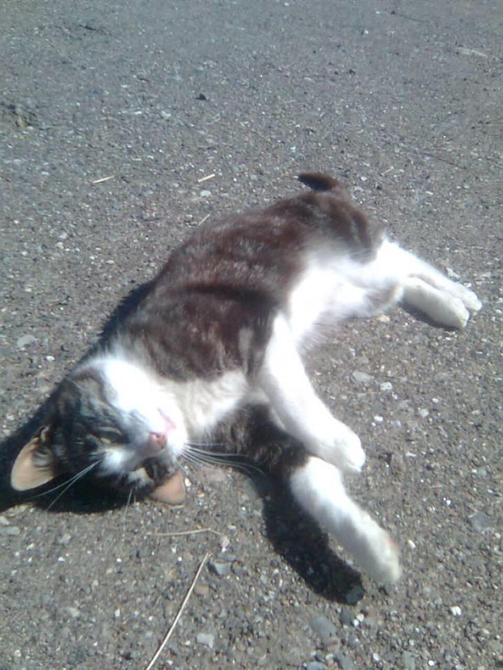 Huskat Anton  billede 3