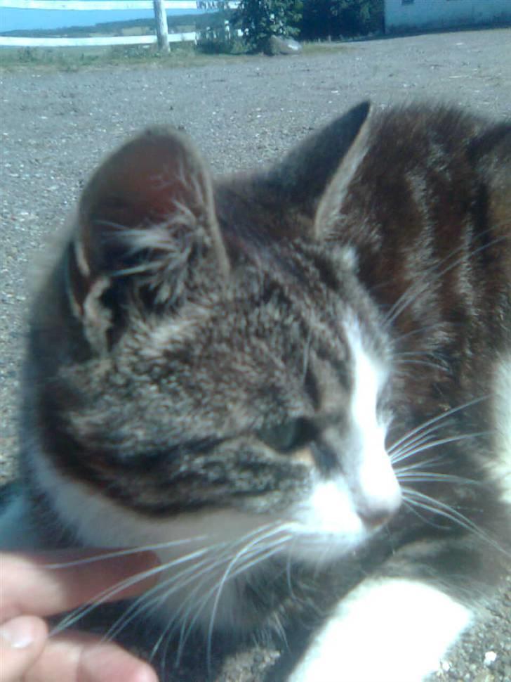 Huskat Anton  billede 4