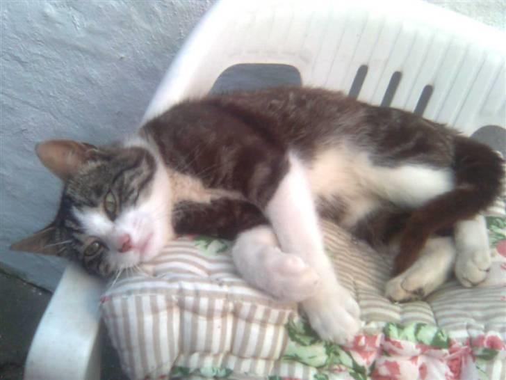 Huskat Anton  billede 5