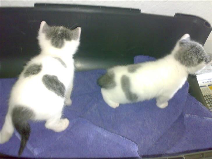 Huskat » Josefine<3 - 14; Josefine og Lucifer da vi lige havde fået dem. billede 14