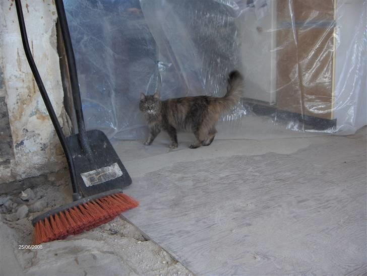 Maine Coon Lucky *DØD* - Taget d.25 juni-08. I alt vores byggerod (; billede 7