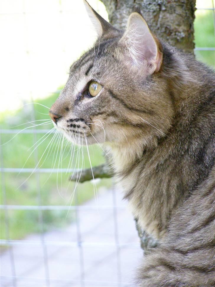 Norsk Skovkat Pelle Haleløs - 2/5 09 billede 1