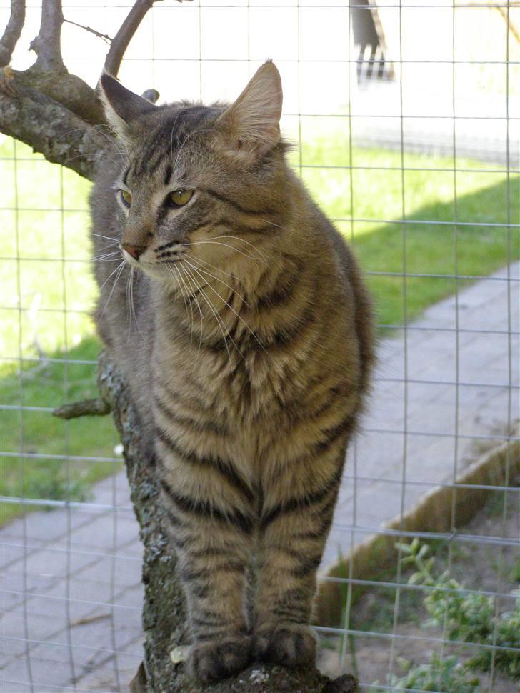 Norsk Skovkat Pelle Haleløs - 2/5 09 billede 2