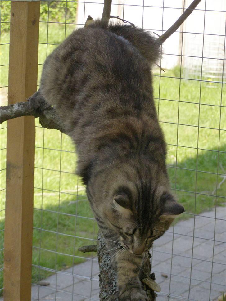 Norsk Skovkat Pelle Haleløs - 2/5 09 billede 3