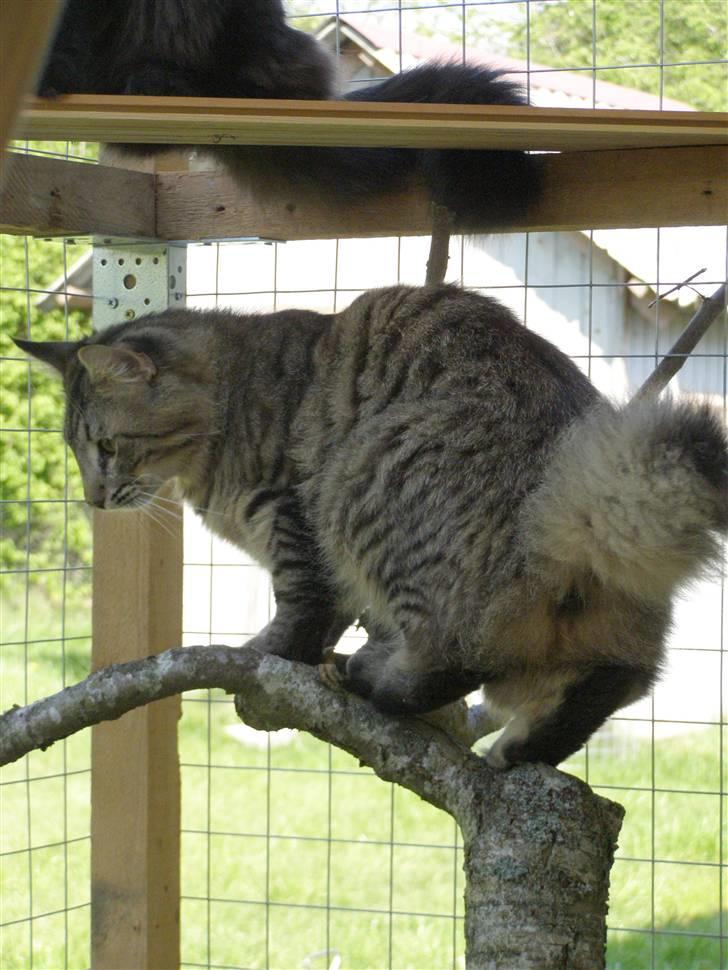 Norsk Skovkat Pelle Haleløs - 2/5 09 billede 4