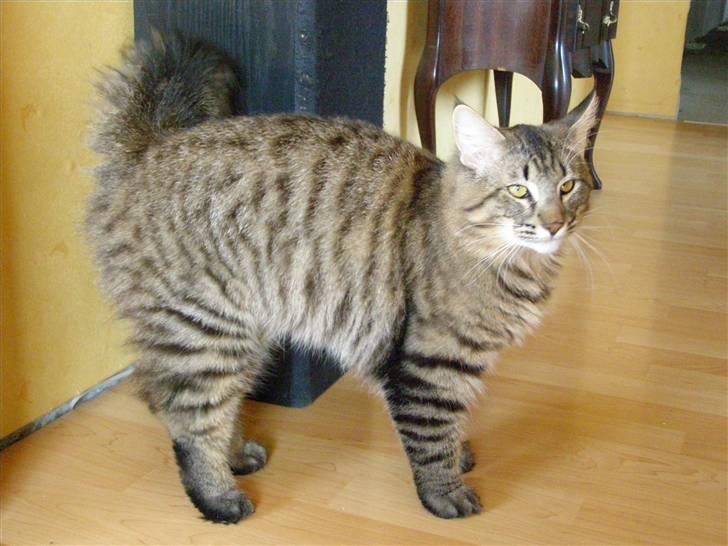 Norsk Skovkat Pelle Haleløs - 12/4 09 billede 5