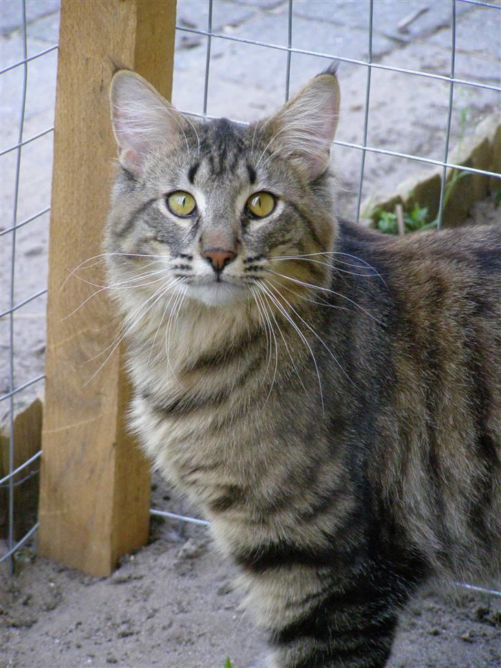 Norsk Skovkat Pelle Haleløs - 2/5 09 billede 6