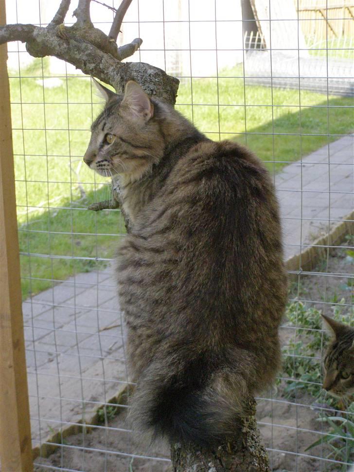 Norsk Skovkat Pelle Haleløs - 2/5 09 billede 7