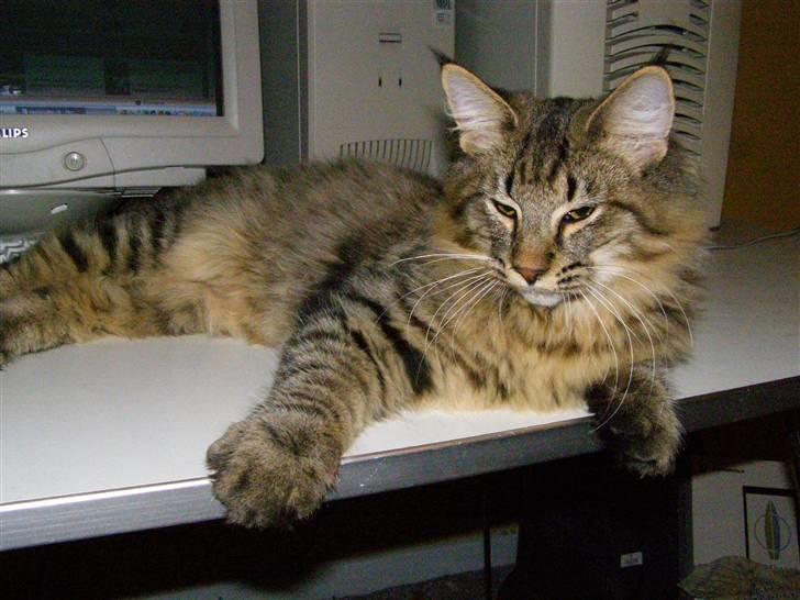 Norsk Skovkat Pelle Haleløs - 9/11 08 billede 8