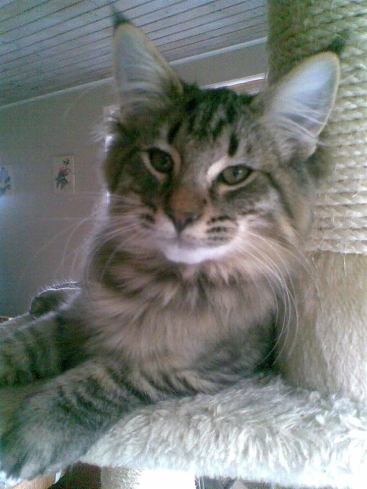 Norsk Skovkat Pelle Haleløs - 3/10 08 billede 9