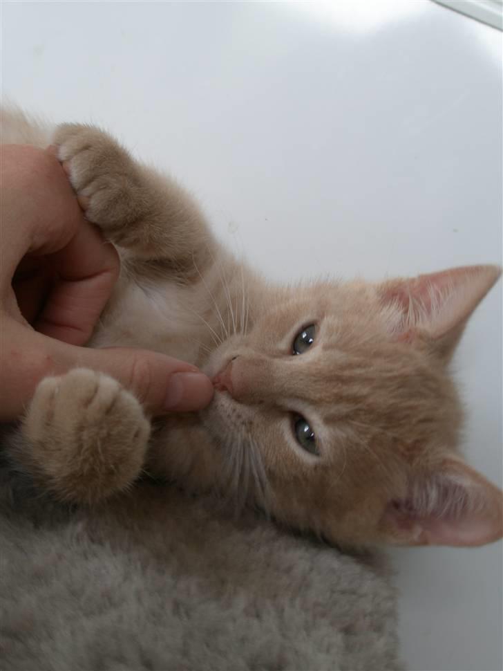 Blanding af racer Ronni billede 11