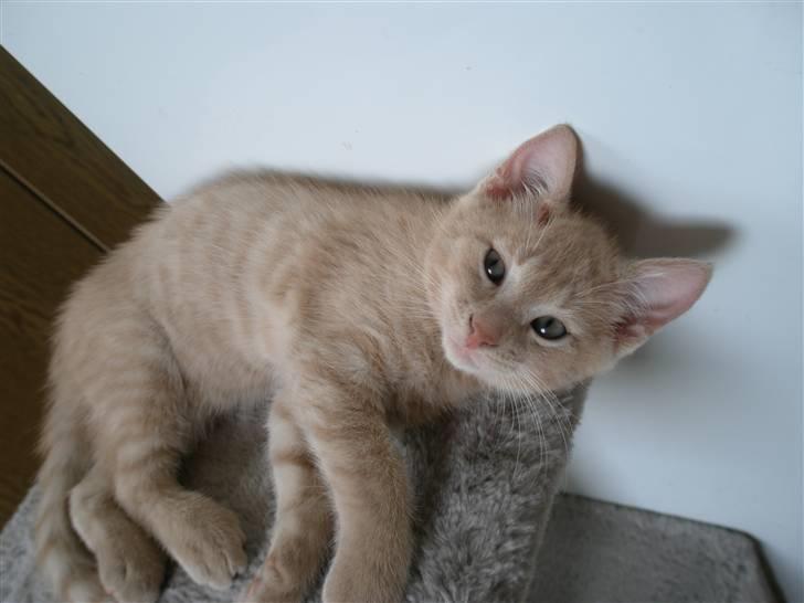 Blanding af racer Ronni billede 12