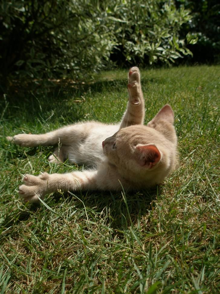 Blanding af racer Ronni billede 13