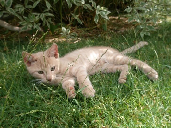 Blanding af racer Ronni billede 14