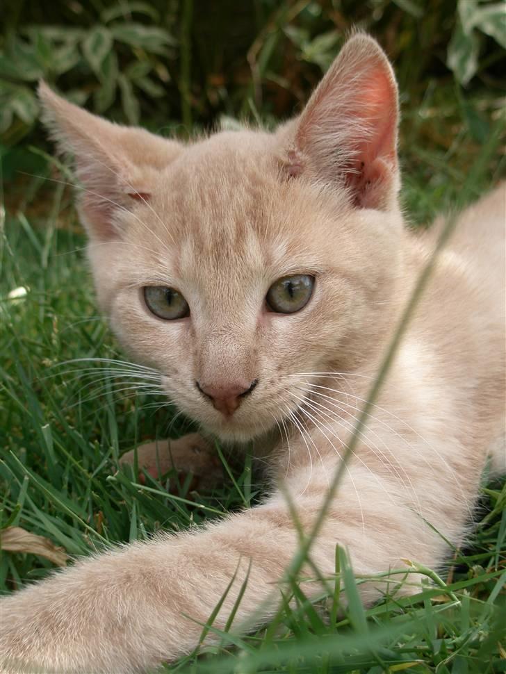 Blanding af racer Ronni billede 15