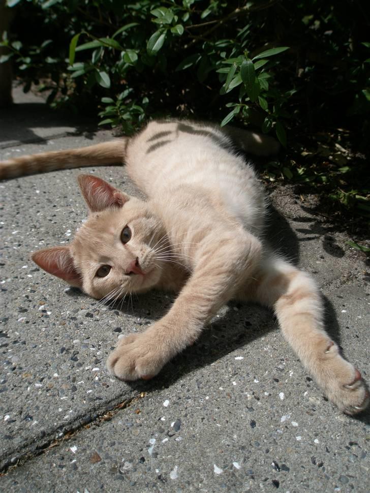 Blanding af racer Ronni billede 16