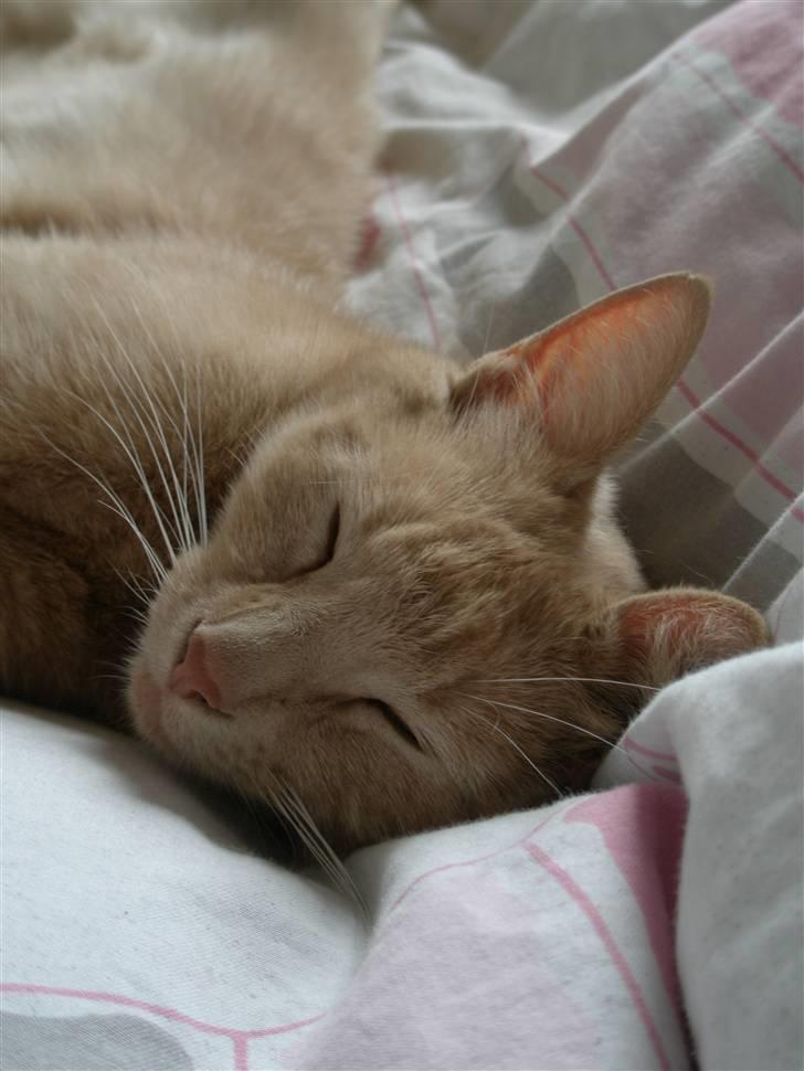 Blanding af racer Misse billede 15