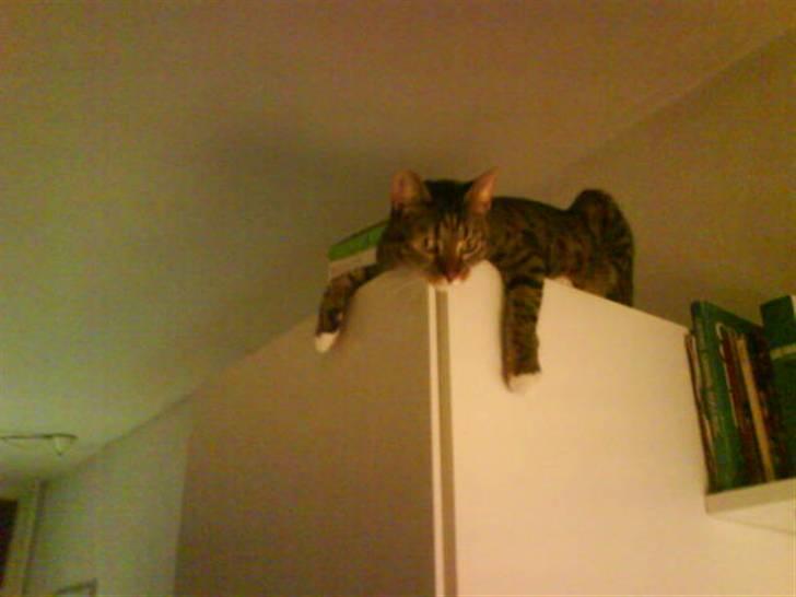 Huskat Miss Tarzan billede 2