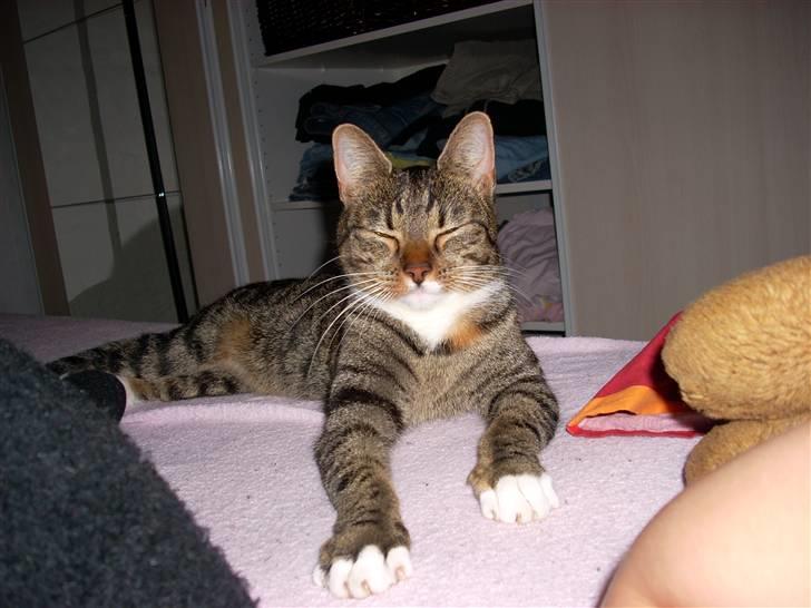 Huskat Miss Tarzan billede 3