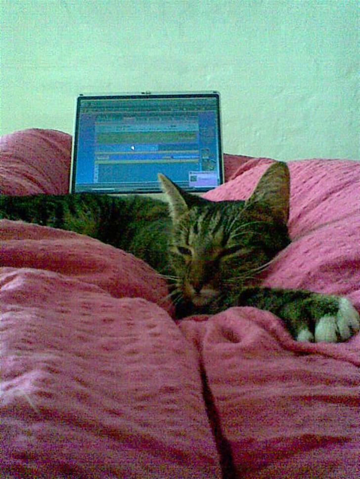 Huskat Miss Tarzan billede 4