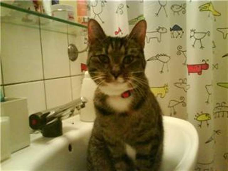 Huskat Miss Tarzan billede 5