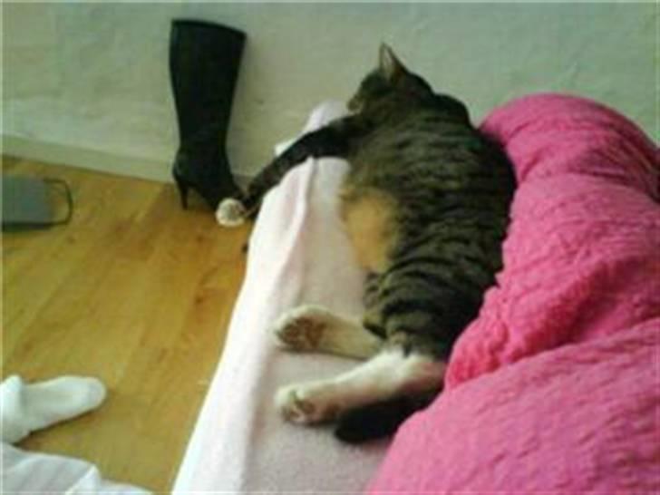 Huskat Miss Tarzan billede 6