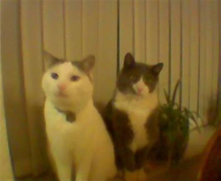 Huskat Tarzan - Tarzan med sin far billede 6