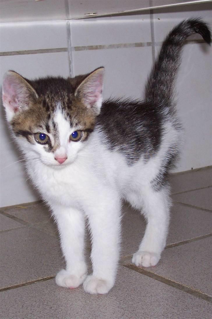 Huskat Plet billede 1