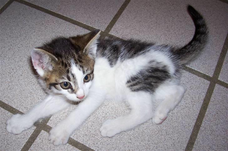 Huskat Plet billede 2