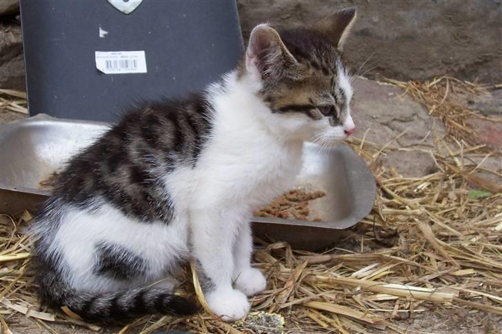 Huskat Plet billede 3