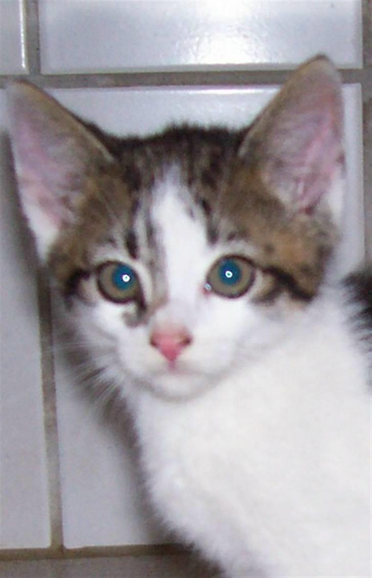 Huskat Plet billede 4