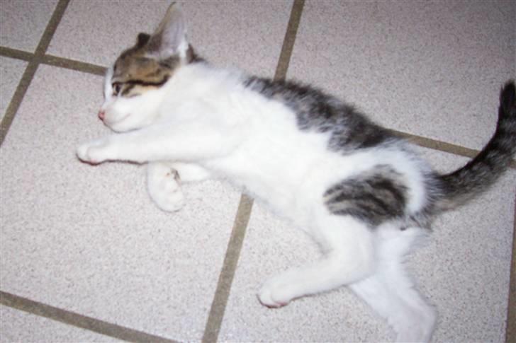 Huskat Plet billede 5