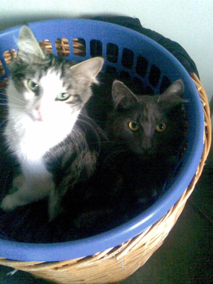 Norsk Skovkat Ballou - Merle og jeg, vi er bedste venner <3 billede 5