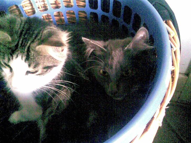 Norsk Skovkat Ballou - Merle og jeg igen, vi er på vej til vask :P billede 6