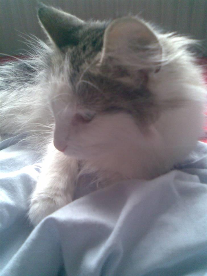 Norsk Skovkat Trille - Jeg elsker at sove! billede 16