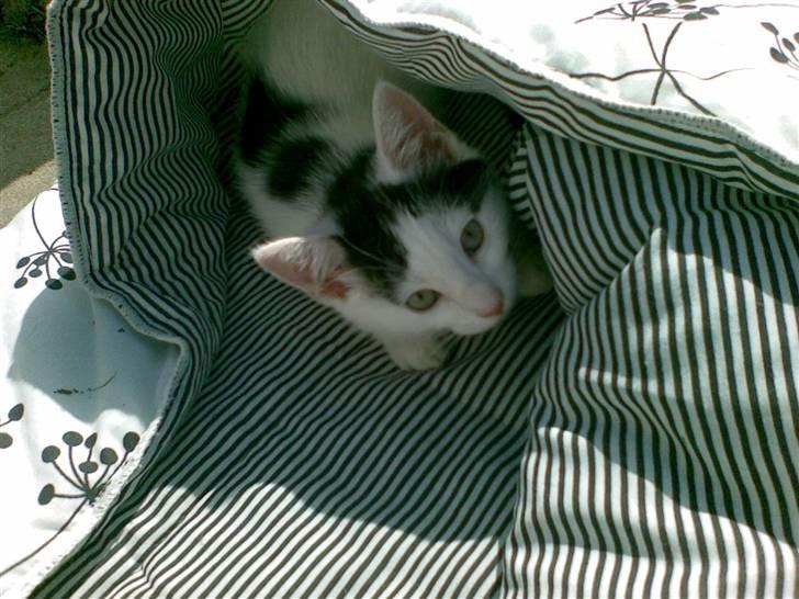 Huskat Fifi - Tutteluuuuuuuu...... billede 1