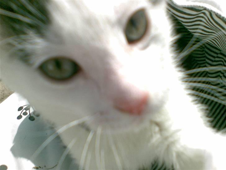 Huskat Fifi - Hello! billede 2