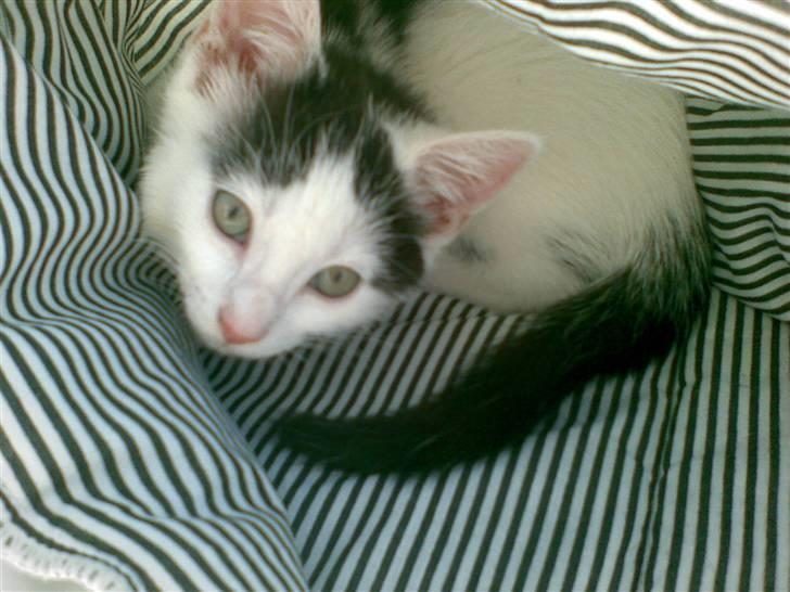 Huskat Fifi - Shhhh... Gemmer mig for Bufas... billede 3