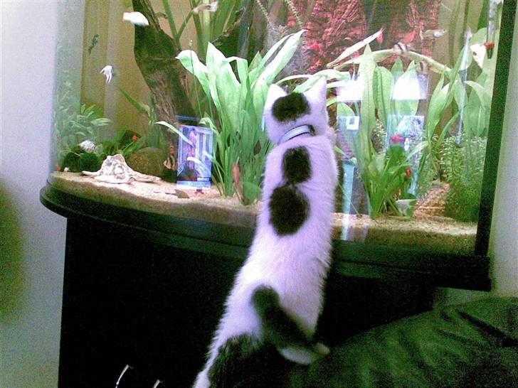 Huskat Fifi - Nøjjj Hvad har vi her... Et stort tag selv bord.. billede 4