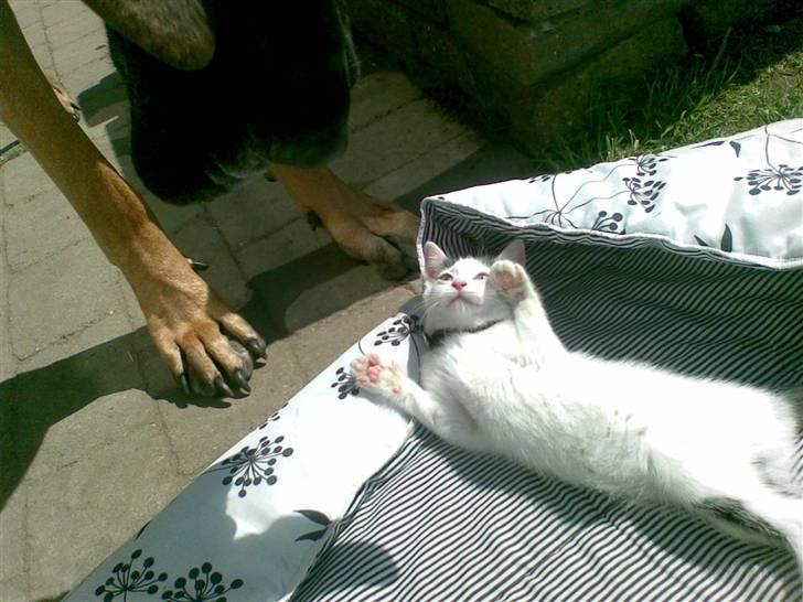 Huskat Fifi billede 5