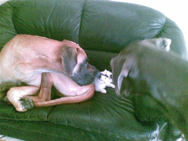 Huskat Fifi - Hygger med Bufas billede 6