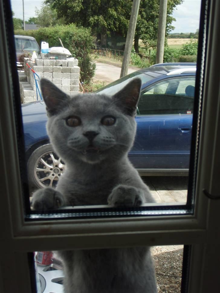 British Shorthair Pelle del haleløs - Luk mig ind billede 1