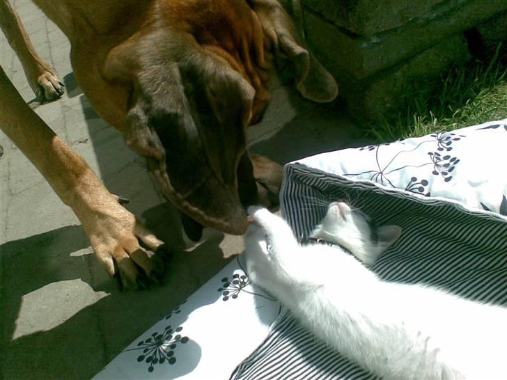 Huskat Fifi - Jeg har søm i den handske her du.... billede 7