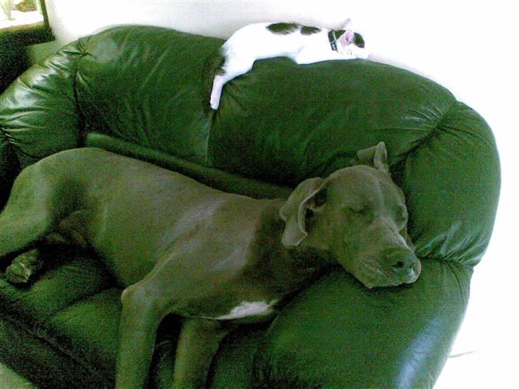 Huskat Fifi - Snork mig og Groggy hygger... billede 8