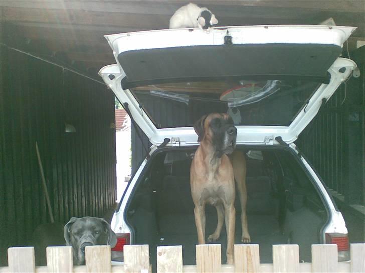 Huskat Fifi - Halløøøj! Hvad laver i dernede billede 9